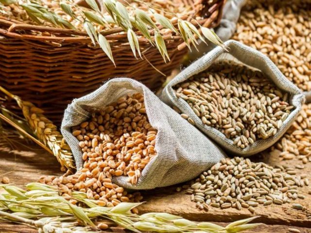 Different types of cereal grains with ears