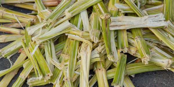 0-featured-sugarcane-bagasse-plates-start-here